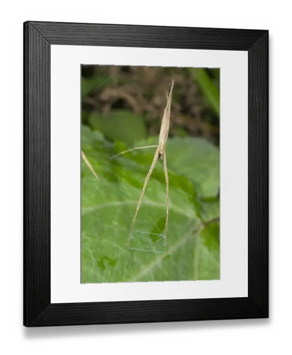 Framed Print : Net-casting Spider (Deinopis sp. ) subadult, hunting with web net, Manu Road, Departemento Cusco, Andes, Peru Framed Print : Net-casting Spider (Deinopis sp. ) subadult, hunting with web net, Manu Road, Departemento Cusco, Andes, Peru