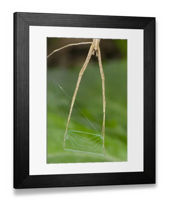 Framed Print : Net-casting Spider (Deinopis sp. ) subadult, close-up of legs, hunting with web net, Manu Road, Departemento Cusco, Andes, Peru Framed Print : Net-casting Spider (Deinopis sp. ) subadult, close-up of legs, hunting with web net, Manu Road, Departemento Cusco, Andes, Peru