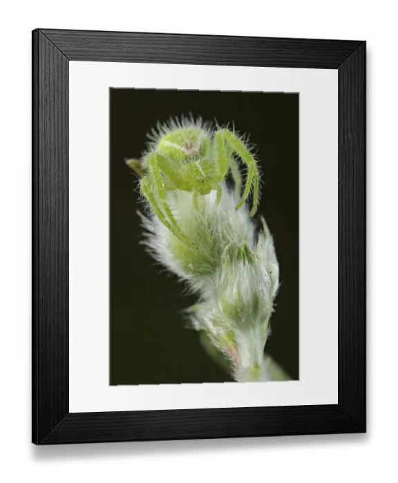 Framed Print : Green Crab Spider (Heriaeus hirtus) adult, camouflaged on hairy plant, Italy Framed Print : Green Crab Spider (Heriaeus hirtus) adult, camouflaged on hairy plant, Italy
