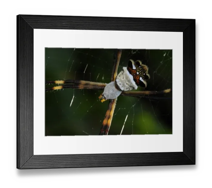 Framed Print : Silver Argiope (Argiope argentata) adult, close-up of cephalothorax and abdomen, resting in web, Rupununi, Guyana Framed Print : Silver Argiope (Argiope argentata) adult, close-up of cephalothorax and abdomen, resting in web, Rupununi, Guyana