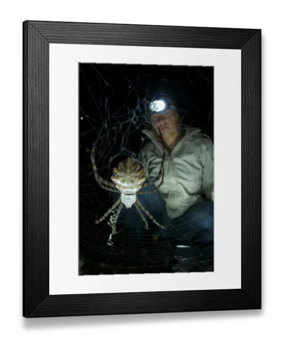 Framed Print : Lobed Argiope (Argiope lobata) adult female, in web at night, with researcher observing, Corsica, France Framed Print : Lobed Argiope (Argiope lobata) adult female, in web at night, with researcher observing, Corsica, France