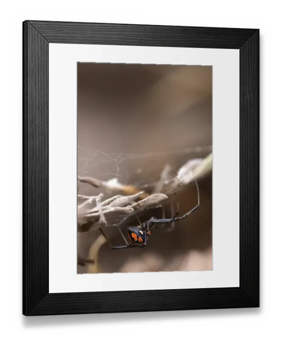 Framed Print : Mediterranean Black Widow (Latrodectus tredecimguttatus) young female, on web disguised with leaves, Rondinara Beach, Corsica, France, may