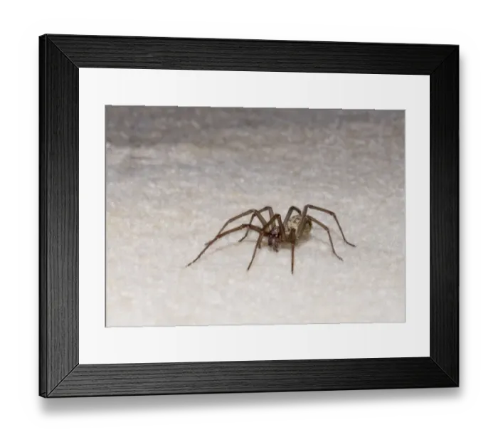 Framed Print : Cardinal Spider (Tegenaria parietina) adult, standing on carpet in house, Sussex, England Framed Print : Cardinal Spider (Tegenaria parietina) adult, standing on carpet in house, Sussex, England