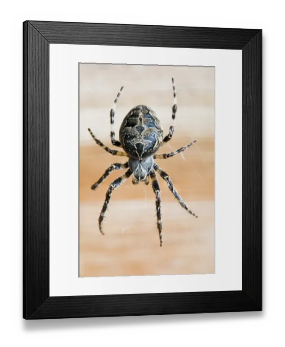 Framed Print : Bridge Spider (Larinioides sclopetarius) adult female, on web inside bird hide, Dungeness RSPB Reserve, Kent, England, march