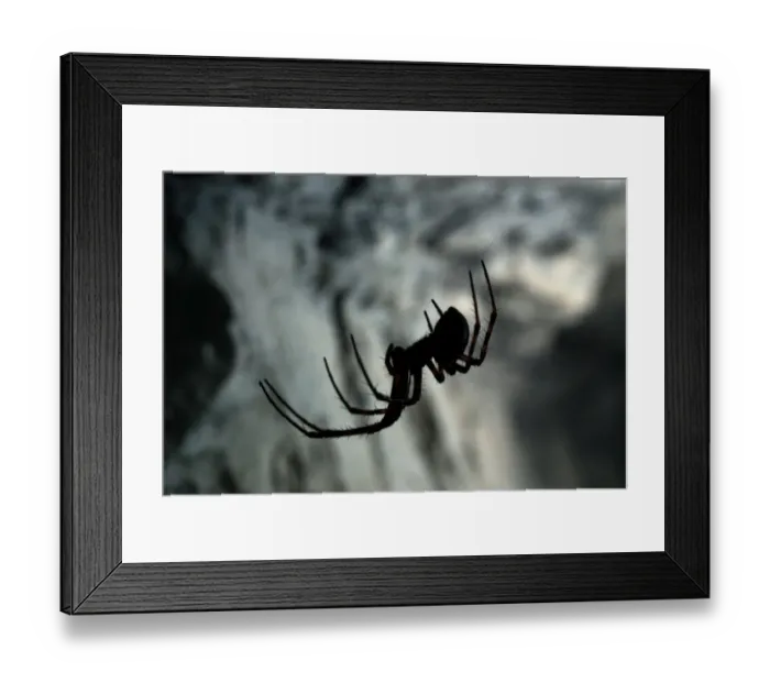 Framed Print : European Cave Spider (Meta menardi) adult female, on web in cave, Italy Framed Print : European Cave Spider (Meta menardi) adult female, on web in cave, Italy