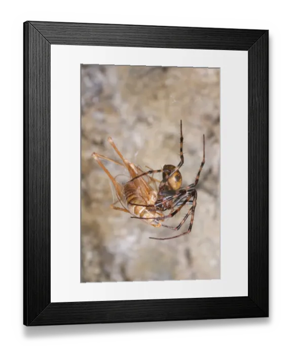 Framed Print : European Cave Spider (Meta menardi) adult female, feeding on prey caught in web, Italy