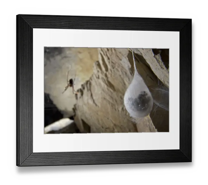 Framed Print : European Cave Spider (Meta menardi) egg cocoon with spiderlings ready to hatch inside, hanging in cave, with adult female in background, Italy, january Framed Print : European Cave Spider (Meta menardi) egg cocoon with spiderlings ready to hatch inside, hanging in cave, with adult female in background, Italy, january