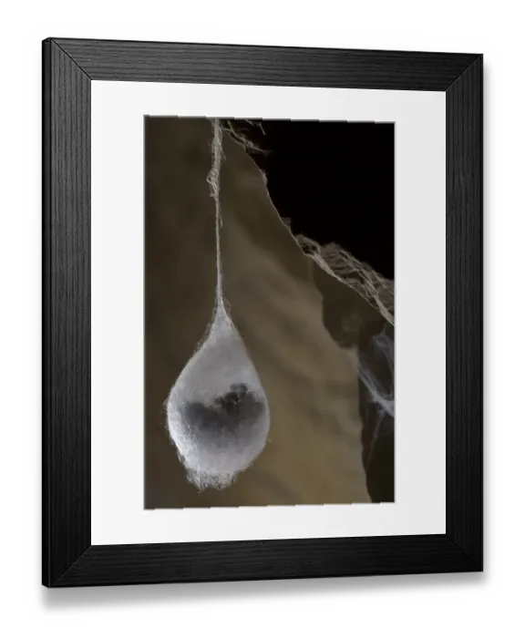 Framed Print : European Cave Spider (Meta menardi) egg cocoon with spiderlings ready to hatch inside, hanging in cave, Italy, january