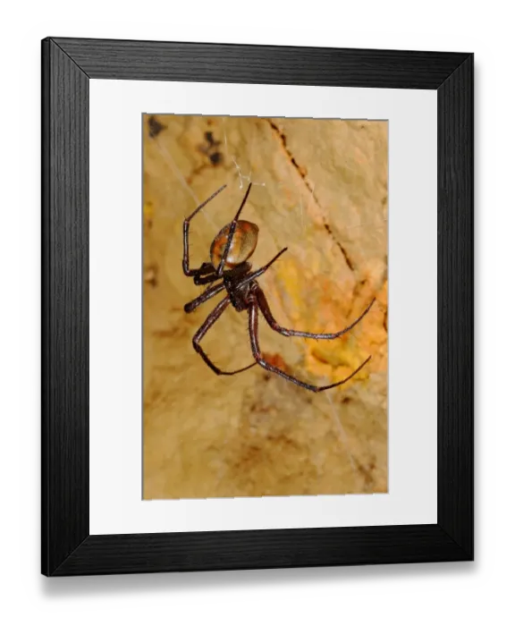 Framed Print : Cave Spider (Meta bourneti) adult, on web in cave, Italy, july Framed Print : Cave Spider (Meta bourneti) adult, on web in cave, Italy, july