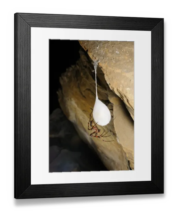 Framed Print : Cave Spider (Meta bourneti) adult, with cocoon in cave, Italy, july Framed Print : Cave Spider (Meta bourneti) adult, with cocoon in cave, Italy, july