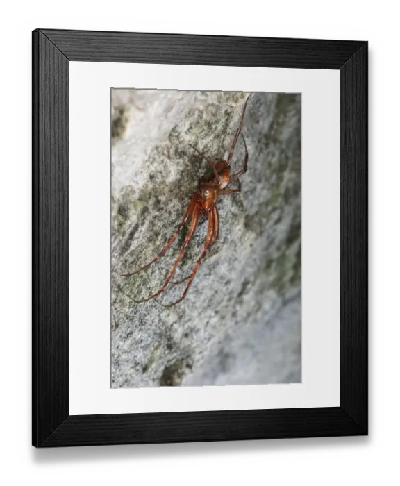 Framed Print : Orb-weaver Cave Spider (Meta bourneti) adult male, in cave, Italy Framed Print : Orb-weaver Cave Spider (Meta bourneti) adult male, in cave, Italy