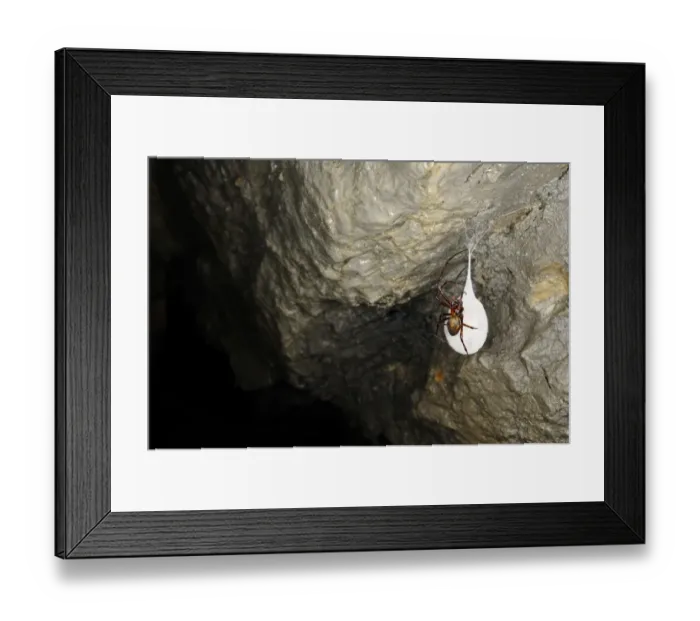 Framed Print : Orb-weaver Cave Spider (Meta bourneti) adult female, on cocoon in cave, Italy, july Framed Print : Orb-weaver Cave Spider (Meta bourneti) adult female, on cocoon in cave, Italy, july