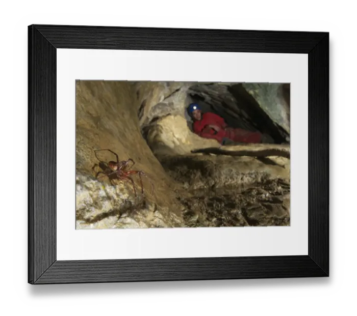 Framed Print : Orb-weaver Cave Spider (Meta bourneti) adult male, in cave habitat, with spaeleo-biologist in background, Italy Framed Print : Orb-weaver Cave Spider (Meta bourneti) adult male, in cave habitat, with spaeleo-biologist in background, Italy