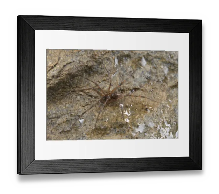 Framed Print : Cave Spider (Pimoa rupicola) adult, on wet rock, Italy Framed Print : Cave Spider (Pimoa rupicola) adult, on wet rock, Italy