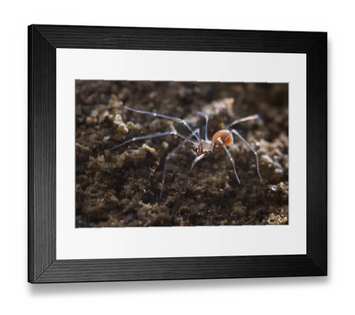 Framed Print : Cave Spider (Leptoneta crypticola) adult, in cave, Italy Framed Print : Cave Spider (Leptoneta crypticola) adult, in cave, Italy