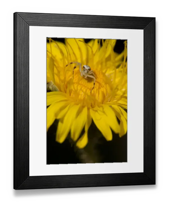 Framed Print : Goldenrod Crab Spider (Misumena vatia) adult male, resting on yellow flower, Worcestershire, England, september Framed Print : Goldenrod Crab Spider (Misumena vatia) adult male, resting on yellow flower, Worcestershire, England, september