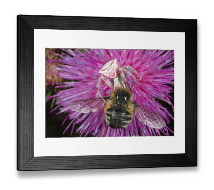 Framed Print : Crab Spider (Thomisus onustus) adult, feeding on Bee-fly (Fallenia fasciata) prey in flower, near Minerve, Herault, Languedoc-Roussillon, France, may Framed Print : Crab Spider (Thomisus onustus) adult, feeding on Bee-fly (Fallenia fasciata) prey in flower, near Minerve, Herault, Languedoc-Roussillon, France, may