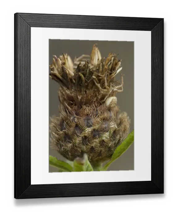 Framed Print : Crab Spider (Xysticus cristatus) adult, camouflaged on seedhead, South Yorkshire, England, september Framed Print : Crab Spider (Xysticus cristatus) adult, camouflaged on seedhead, South Yorkshire, England, september