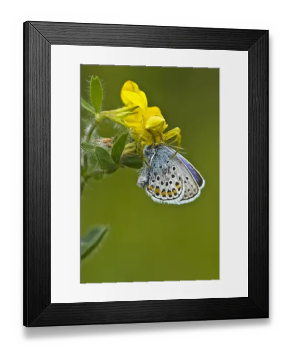 Framed Print : Crab Spider (Thomisus onustus) adult female, feeding on Butterfly (Lycenidae sp. ) prey, Italy, may Framed Print : Crab Spider (Thomisus onustus) adult female, feeding on Butterfly (Lycenidae sp. ) prey, Italy, may