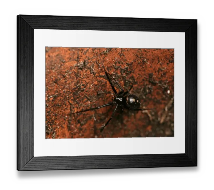 Framed Print : Cupboard Spider (Steatoda grossa) adult, in empty flowerpot, Hampshire, England, october Framed Print : Cupboard Spider (Steatoda grossa) adult, in empty flowerpot, Hampshire, England, october
