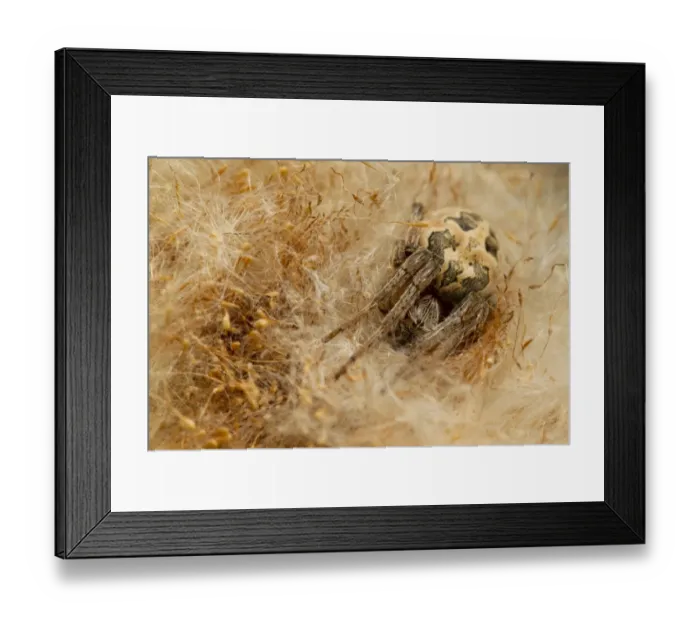 Framed Print : Orb-weaver Spider (Larinioides cornutus) adult, resting in reed seedhead, Holbrook, Sheffield, South Yorkshire, England, may Framed Print : Orb-weaver Spider (Larinioides cornutus) adult, resting in reed seedhead, Holbrook, Sheffield, South Yorkshire, England, may