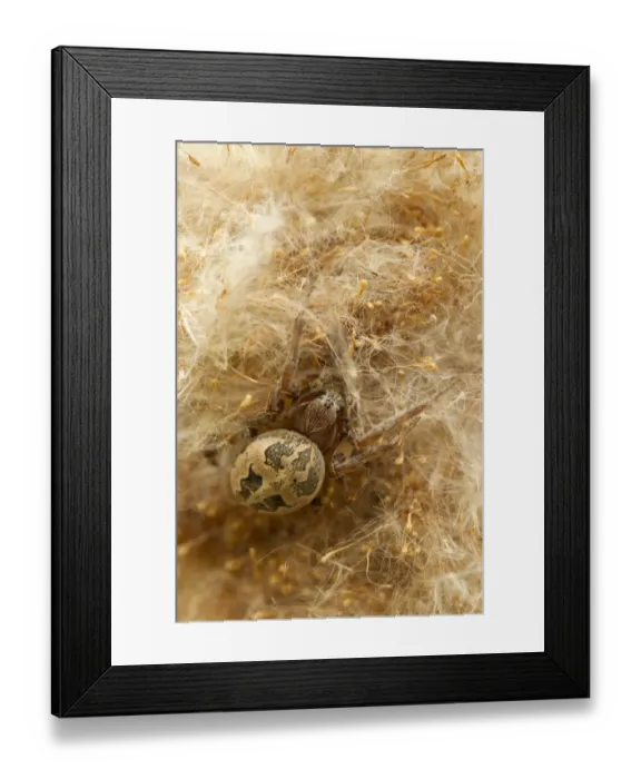 Framed Print : Orb-weaver Spider (Larinioides cornutus) adult, resting in reed seedhead, Holbrook, Sheffield, South Yorkshire, England, may Framed Print : Orb-weaver Spider (Larinioides cornutus) adult, resting in reed seedhead, Holbrook, Sheffield, South Yorkshire, England, may