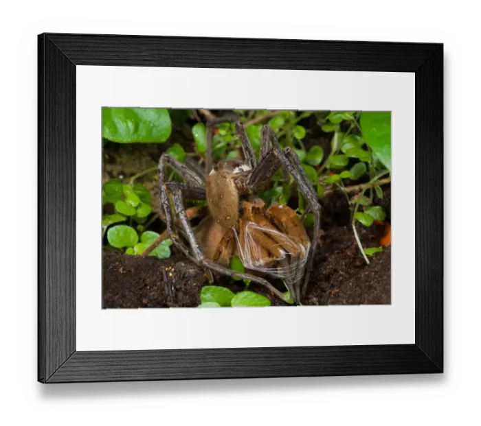 Framed Print : Giant Fishing Spider (Ancylometes sp. ) adult pair, mating, male binding legs of female with silk before mating in behaviour called bridal bondage, Minas Gerais, Brazil Framed Print : Giant Fishing Spider (Ancylometes sp. ) adult pair, mating, male binding legs of female with silk before mating in behaviour called bridal bondage, Minas Gerais, Brazil