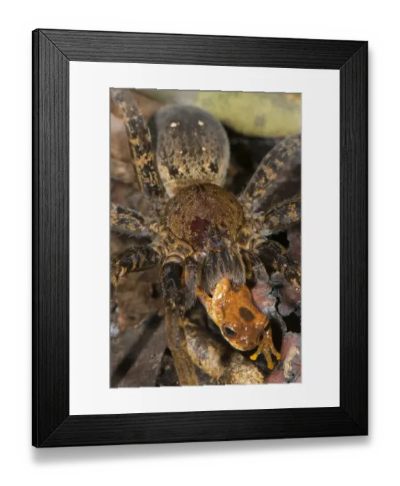 Framed Print : Giant Fishing Spider (Ancylometes rufus) adult female, feeding on Leal's Treefrog (Dendropsophus leali) prey, Los Amigos Biological Station, Madre de Dios, Amazonia, Peru Framed Print : Giant Fishing Spider (Ancylometes rufus) adult female, feeding on Leal's Treefrog (Dendropsophus leali) prey, Los Amigos Biological Station, Madre de Dios, Amazonia, Peru