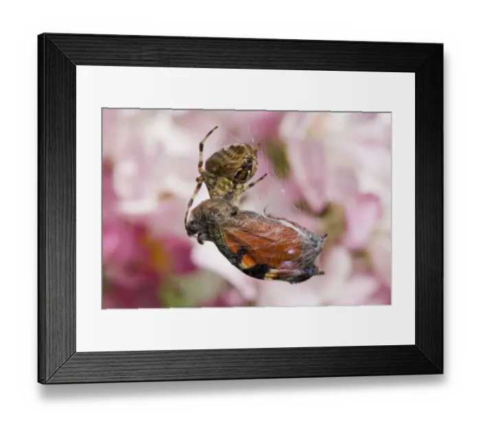 Framed Print : Garden Orb Spider (Araneus diadematus) adult female, feeding on butterfly prey caught in web, England, september Framed Print : Garden Orb Spider (Araneus diadematus) adult female, feeding on butterfly prey caught in web, England, september