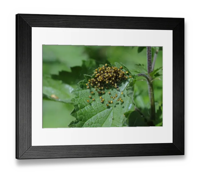 Framed Print : Garden Orb Spider (Araneus diadematus) babies, newly hatched mass in web on nettle, Kent, England, may Framed Print : Garden Orb Spider (Araneus diadematus) babies, newly hatched mass in web on nettle, Kent, England, may