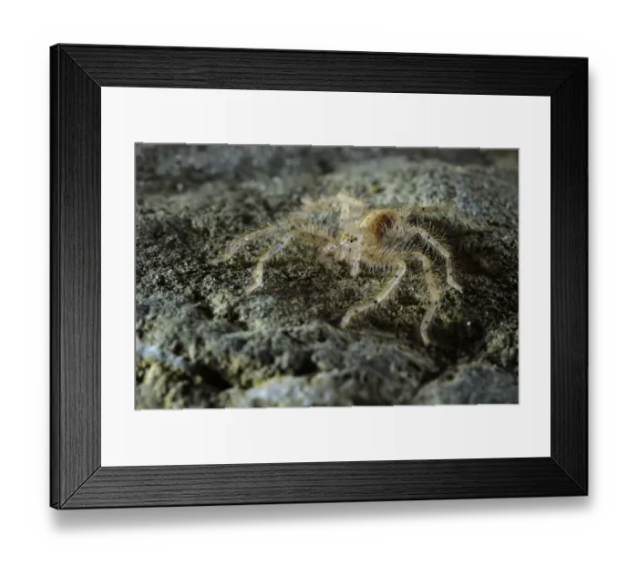 Framed Print : David Bowie's Huntsman Spider (Heteropoda davidbowie) species name dedicated to famous singer, adult, standing on rock, Asia Framed Print : David Bowie's Huntsman Spider (Heteropoda davidbowie) species name dedicated to famous singer, adult, standing on rock, Asia