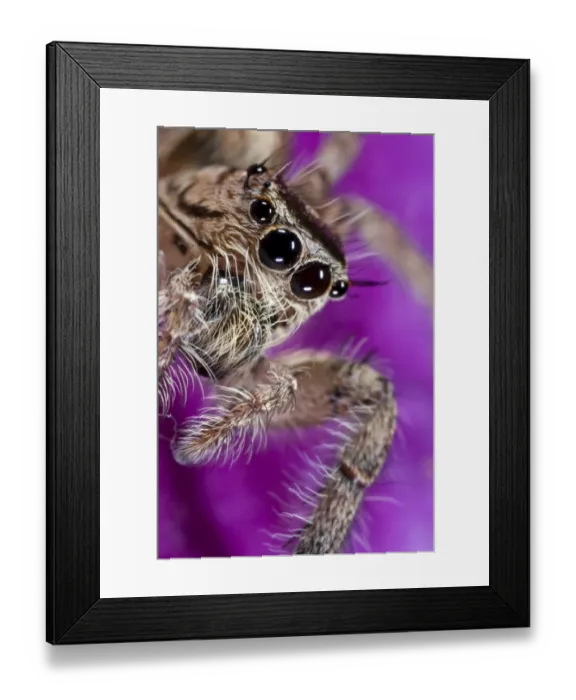 Framed Print : Heavy Jumping Spider (Hyllus sp. ) adult female, close-up of face, Banfora, Comoe Province, Burkina Faso Framed Print : Heavy Jumping Spider (Hyllus sp. ) adult female, close-up of face, Banfora, Comoe Province, Burkina Faso