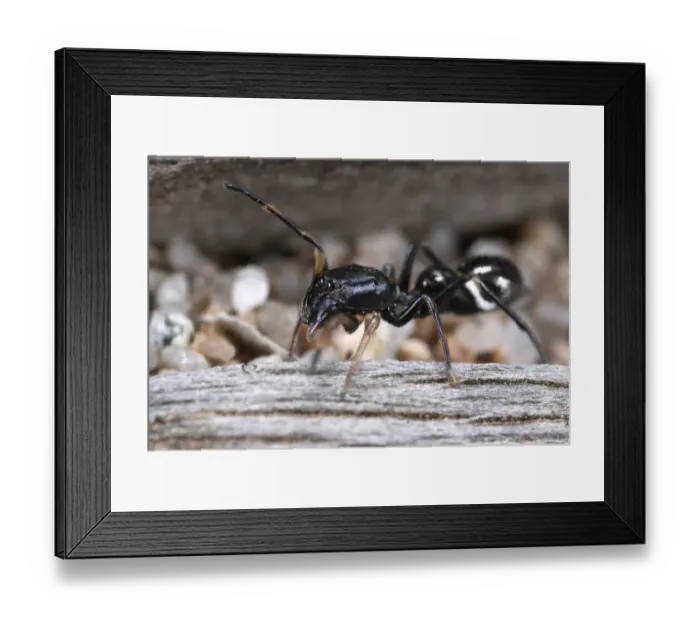 Framed Print : Ant-like Jumping Spider (Leptorchestes mutilloides) adult female, foraging on log near beach, Rondinara Beach, Corsica, France, may Framed Print : Ant-like Jumping Spider (Leptorchestes mutilloides) adult female, foraging on log near beach, Rondinara Beach, Corsica, France, may