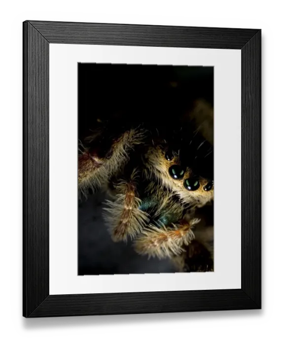 Framed Print : Brilliant Jumping Spider (Phidippus clarus) adult female, hiding in shady place, North Carolina, U. S. A. december Framed Print : Brilliant Jumping Spider (Phidippus clarus) adult female, hiding in shady place, North Carolina, U. S. A. december