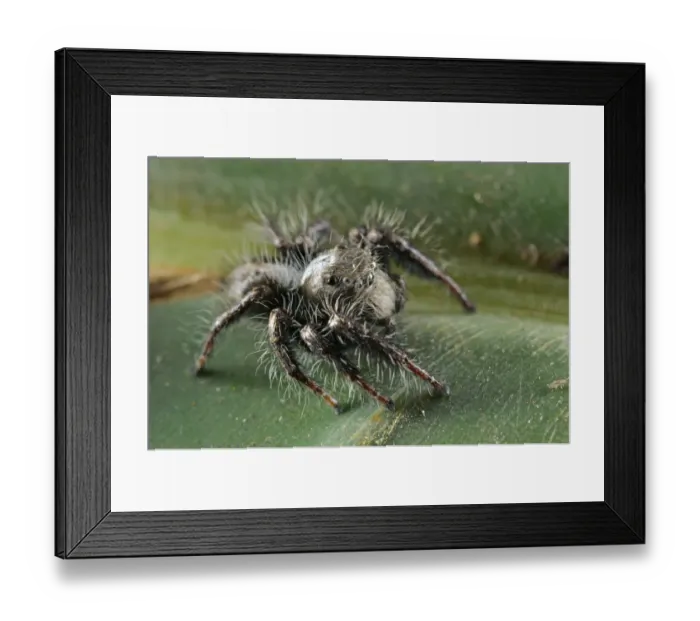 Framed Print : Giant Jumping Spider (Hyllus treleaveni) adult, standing on leaf, South Africa Framed Print : Giant Jumping Spider (Hyllus treleaveni) adult, standing on leaf, South Africa