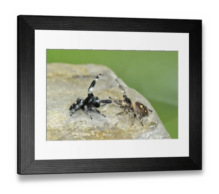 Framed Print : Regal Jumping Spider (Phidippus regius) adult pair, in courtship display before mating, U. S. A Framed Print : Regal Jumping Spider (Phidippus regius) adult pair, in courtship display before mating, U. S. A