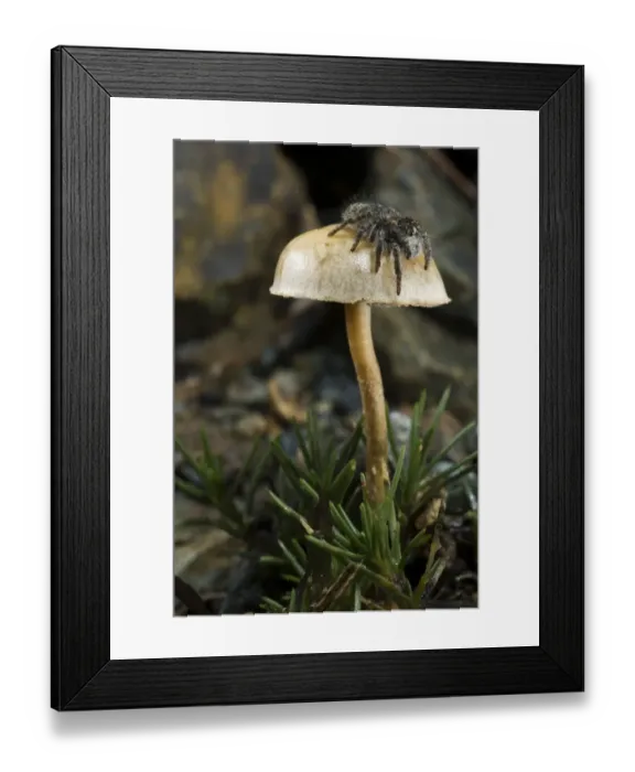 Framed Print : Jumping Spider (Philaeus chrysops) subadult, looking for prey from elevated position on mushroom, Sassello, Savona Province, Liguria, Italy, november