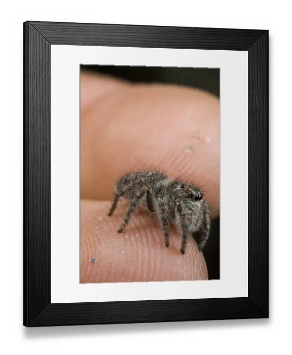 Framed Print : Jumping Spider (Philaeus chrysops) young, sitting on finger, Sassello, Savona Province, Liguria, Italy, november Framed Print : Jumping Spider (Philaeus chrysops) young, sitting on finger, Sassello, Savona Province, Liguria, Italy, november