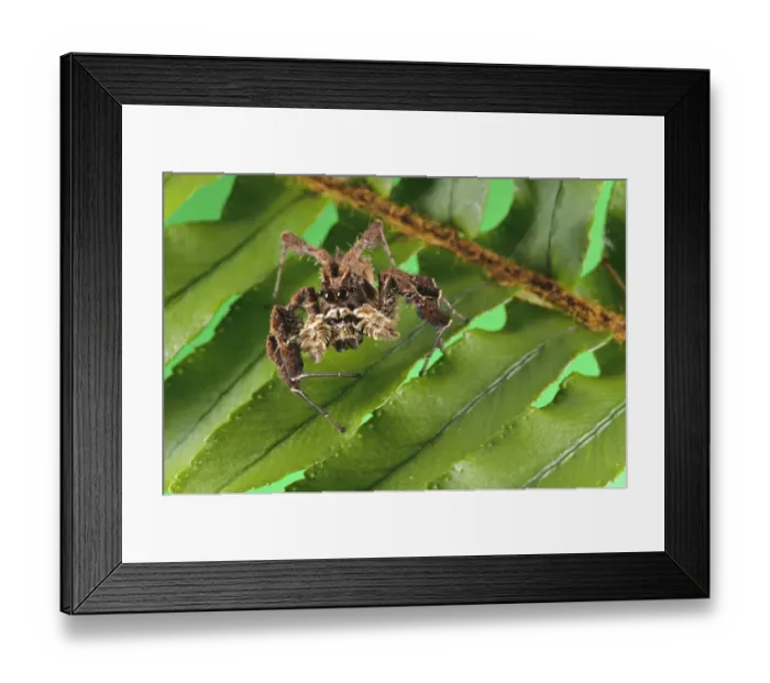 Framed Print : African Fringed Jumping Spider (Portia africana) adult female, hunting on leaves, South Africa Framed Print : African Fringed Jumping Spider (Portia africana) adult female, hunting on leaves, South Africa