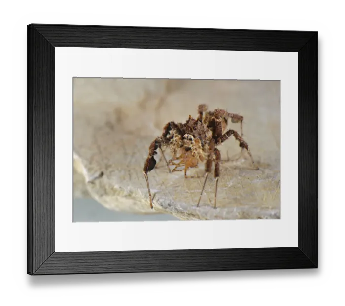 Framed Print : African Fringed Jumping Spider (Portia africana) adult female, feeding on Spitting Spider (Scytodes sp. ) prey, South Africa