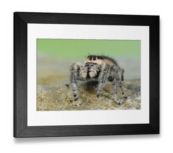 Framed Print : Canopy Jumping Spider (Phidippus otiosus) adult female, standing on rock, U. S. A Framed Print : Canopy Jumping Spider (Phidippus otiosus) adult female, standing on rock, U. S. A