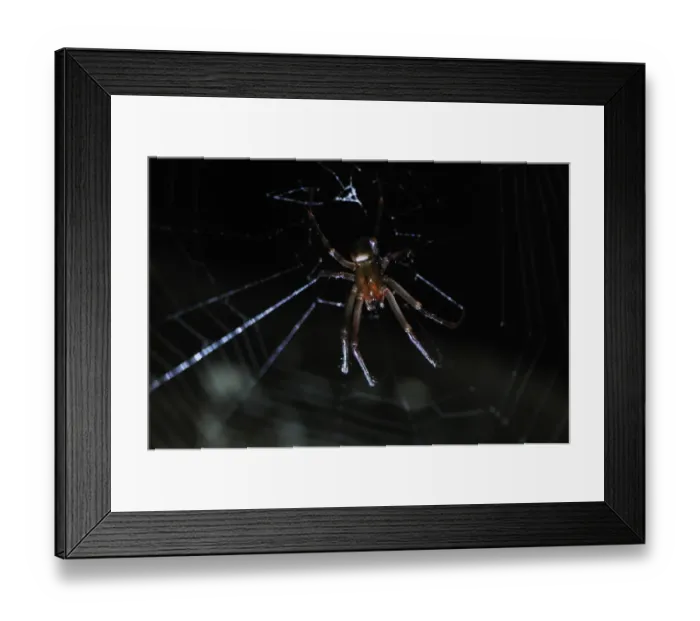 Framed Print : Long-jawed Orb-weaver (Metellina merianae) adult male, on web in cave, Italy, august Framed Print : Long-jawed Orb-weaver (Metellina merianae) adult male, on web in cave, Italy, august