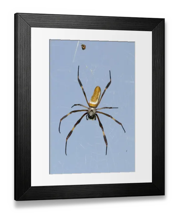 Framed Print : Golden Silk Spider (Nephila clavipes) adult female, resting in web, Trinidad, Trinidad and Tobago Framed Print : Golden Silk Spider (Nephila clavipes) adult female, resting in web, Trinidad, Trinidad and Tobago