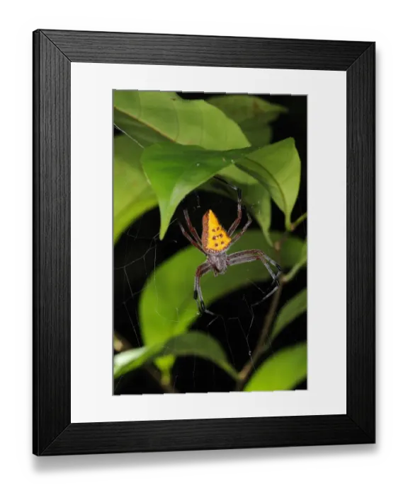 Framed Print : Golden-spotted Orb-weaver (Eriophora nephiloides) adult female, in web under forest vegetation, Iwokrama, Guyana Framed Print : Golden-spotted Orb-weaver (Eriophora nephiloides) adult female, in web under forest vegetation, Iwokrama, Guyana