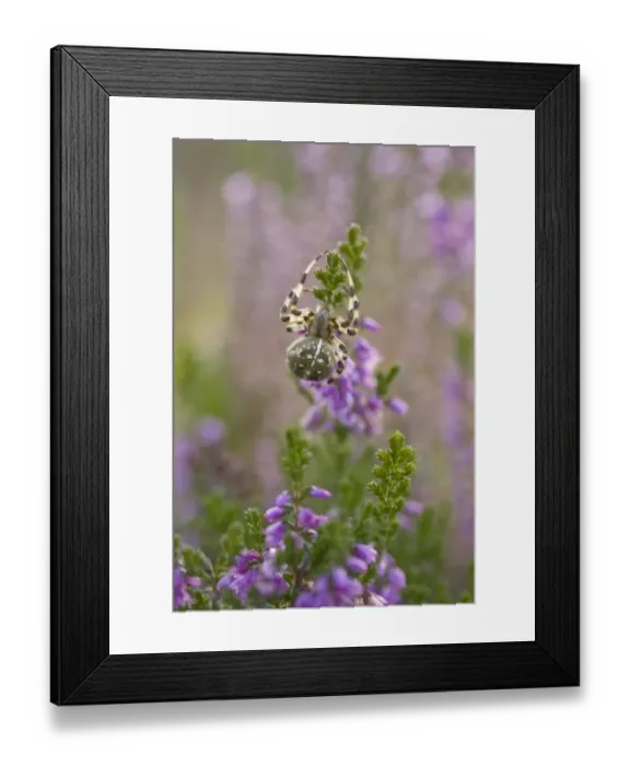 Framed Print : Orb-web Spider (Araneus quadratus) adult, on flowering heather in heathland, Dorset, England, october