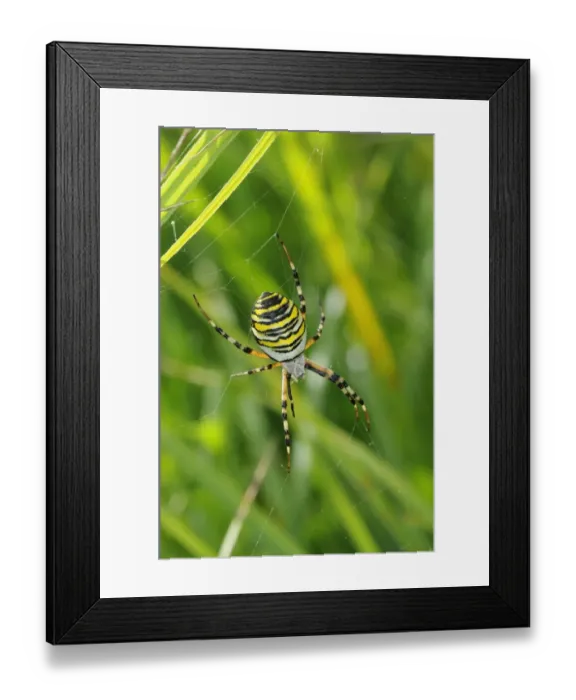 Framed Print : Black-and-yellow Orb-web Spider (Argiope bruennichi) adult female, in web amongst grass, Barnes, Richmond upon Thames, London, England, august Framed Print : Black-and-yellow Orb-web Spider (Argiope bruennichi) adult female, in web amongst grass, Barnes, Richmond upon Thames, London, England, august