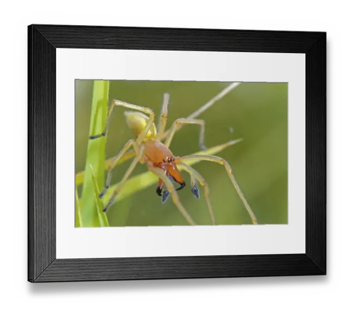 Framed Print : Yellow Sac Spider (Cheiracanthium punctorium) adult male, defending nest, Italy Framed Print : Yellow Sac Spider (Cheiracanthium punctorium) adult male, defending nest, Italy