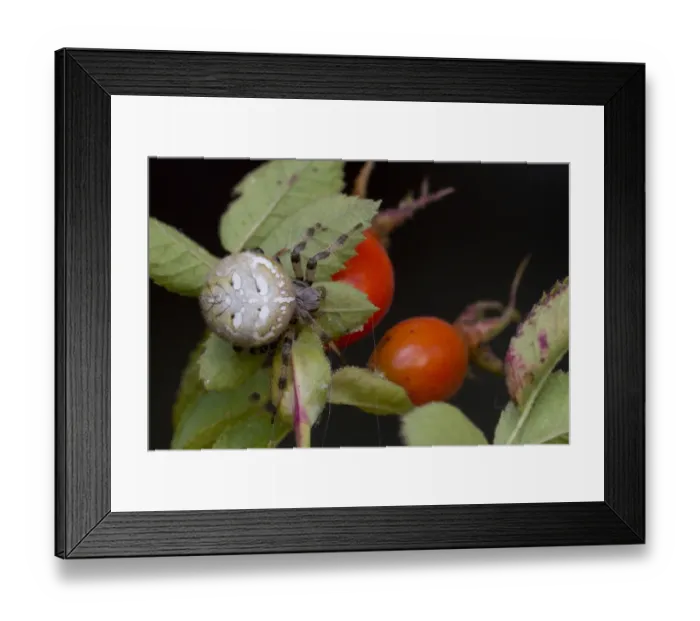 Framed Print : Four-spot Orb-web Spider (Araneus quadratus) adult, resting on rose with hips, South Yorkshire, England, september