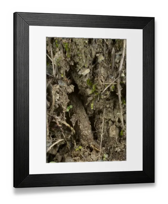 Framed Print : Purse-web Spider (Atypus sp. ) purse-web, Italy, november Framed Print : Purse-web Spider (Atypus sp. ) purse-web, Italy, november