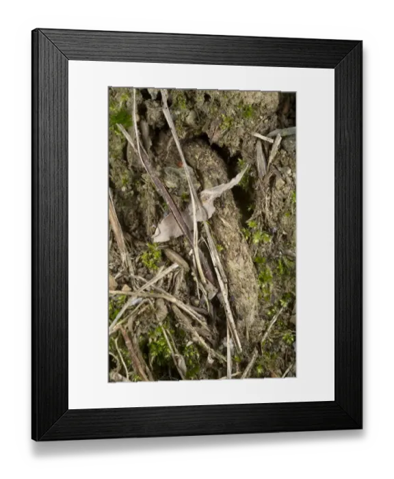 Framed Print : Purse-web Spider (Atypus sp. ) purse-web, Italy, november Framed Print : Purse-web Spider (Atypus sp. ) purse-web, Italy, november
